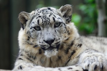 snow leopard, Irbis
