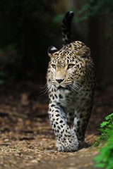 Naklejka na ściany i meble Persian leopard, Cat