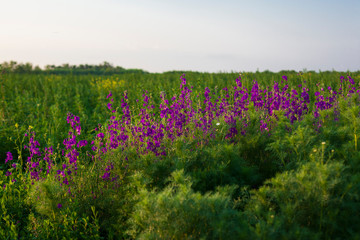 purple flowers in green grass and beautiful clouds in the background panorama plains in serbia
