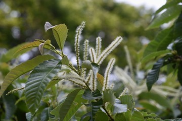 The Japanese chestnuts bloom beautiful white male flowers in early summer.