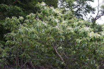 The Japanese chestnuts bloom beautiful white male flowers in early summer.