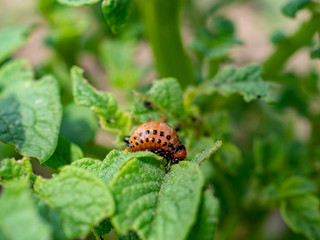 Colorado potato beetle larvae on young potato leaves