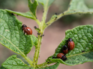 Colorado potato beetle larvae on young potato leaves
