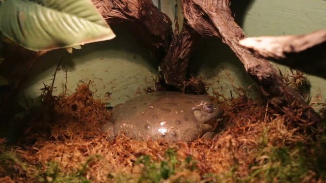 African bullfrog (Pyxicephalus adspersus) is not poisonous, omnivorous, cannibal, stores water, very large and edible. In nature, the frog is a valuable source of drinking water, aboriginal tribes dig