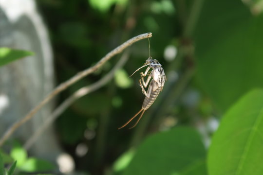 Close up on a Plecoptera insect, hanging on a blade of grass