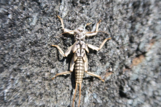 Close up on a Plecoptera insect, hanging on a rock