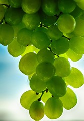 Grapes cluster  with blurred vlue sky background