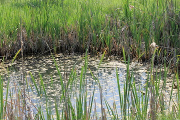 reeds in the mini garden lake