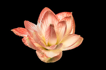Beautiful, pink, terry flower of Amaryllis cut out on black background