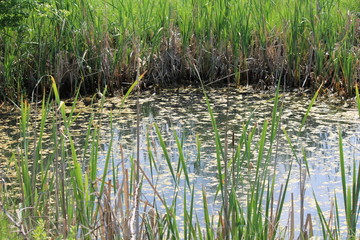 reeds in the mini garden lake