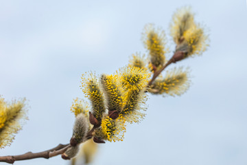 In the spring, beautiful fluffy yellow buds bloomed on the willow branches.