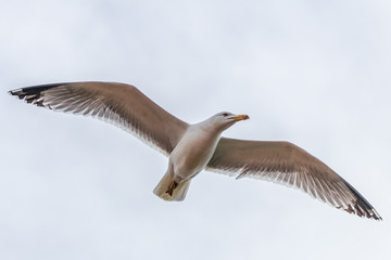 seagull in flight