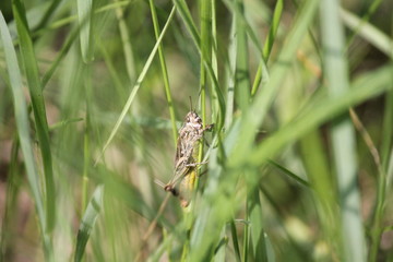Dragonfly Family Libellulidae, Predatory Insects Perch Above Green Grass With Natural Background
