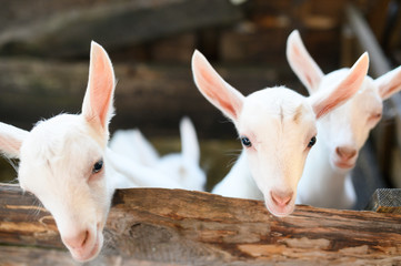 Fototapeta premium little white goats standing in wooden shelter and looking at the camera. 