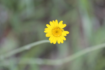 wild plant beautiful garden flowers/ summer flower background