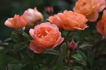 Beautiful coral roses in garden