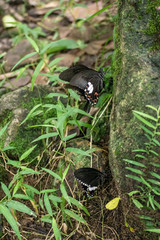 Black and White Helen butterfly color from Thailand