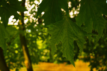 green leaves in sunlight