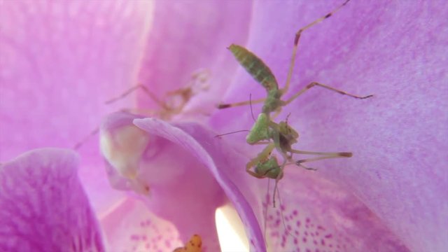 Nymph of mantis cannibal on pink orchid flower. cannibalism is normal in insect macro world