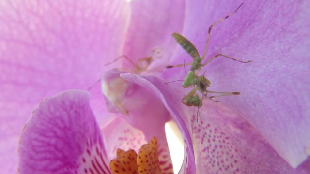 Nymph of mantis cannibal on pink orchid flower. cannibalism is normal in insect macro world