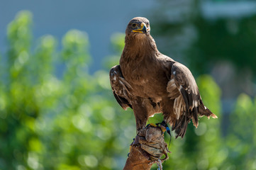 birds of prey trained by the falconer