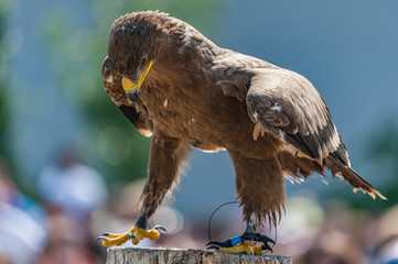 birds of prey trained by the falconer