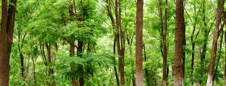 panoramic view of green broad leaved forest, Sophora japonica forest, a leafy shade image