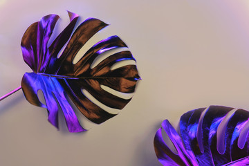 Fresh natural green monstera leaves on grey background in trendy neon blue light. Creative concept.