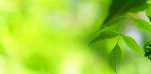 Panoramic view of green leaves on green bokeh background, Natural green background, peach tree leaf