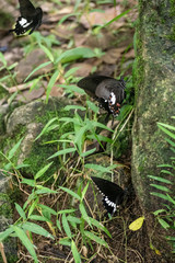 Black and White Helen butterfly color from Thailand
