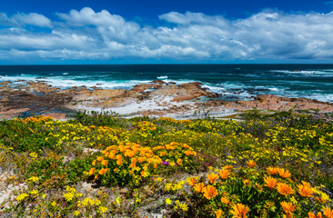 Wildflowers, Cape Columbine Nature Reserve, West Coast Peninsula, Western Cape province, South...