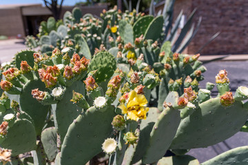 Prickly Pear in Bloom 2