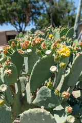 Prickly Pear in Bloom