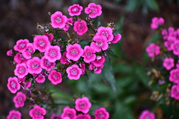 Sweet William