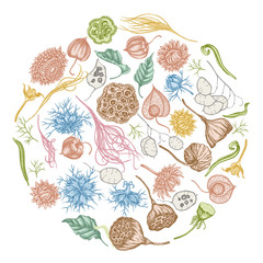 Round floral design with pastel black caraway, feather grass, helichrysum, lotus, lunaria, physalis