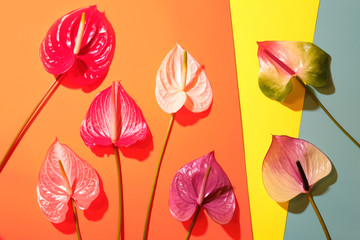 Fototapeta na wymiar Palm leaf with colorful anthurium flowers on trendy colorful background. Summer concept.