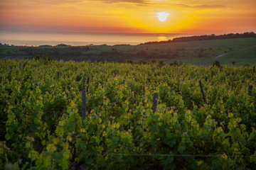 Fototapeta na wymiar evening landscape, sunset on the background of the vineyards by the sea