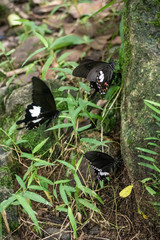 Black and White Helen butterfly color from Thailand