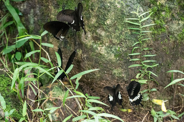 Black and White Helen butterfly color from Thailand