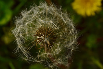Dandelion in seed 