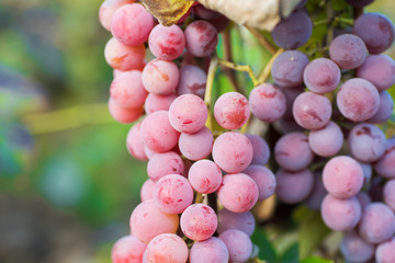 cluster of grapes at sunset in autumn harvest, Vineyards