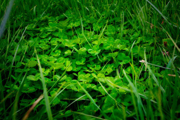 Clover patch