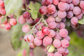 cluster of grapes at sunset in autumn harvest, Vineyards