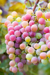 cluster of grapes at sunset in autumn harvest, Vineyards
