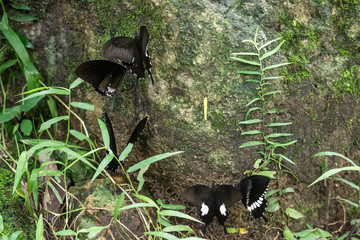 Black and White Helen butterfly color from Thailand