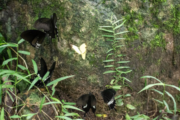 Black and White Helen butterfly color from Thailand
