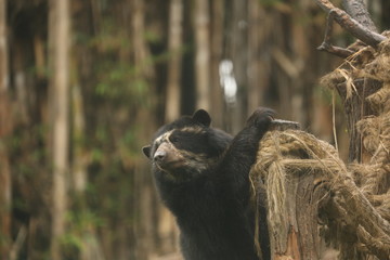 oso de Anteojos Andean Bear 