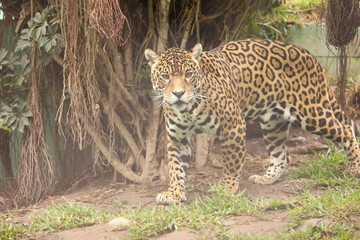 Otorongos jaguar  © mbz