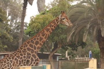 A giraffe is seen at a zoo in Lima