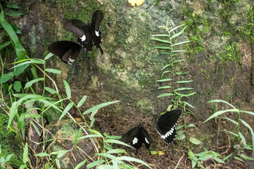 Black and White Helen butterfly color from Thailand